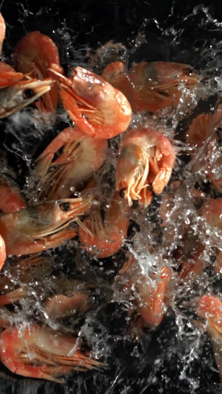 Slow Motion of Fresh Shrimps Splashing in Water