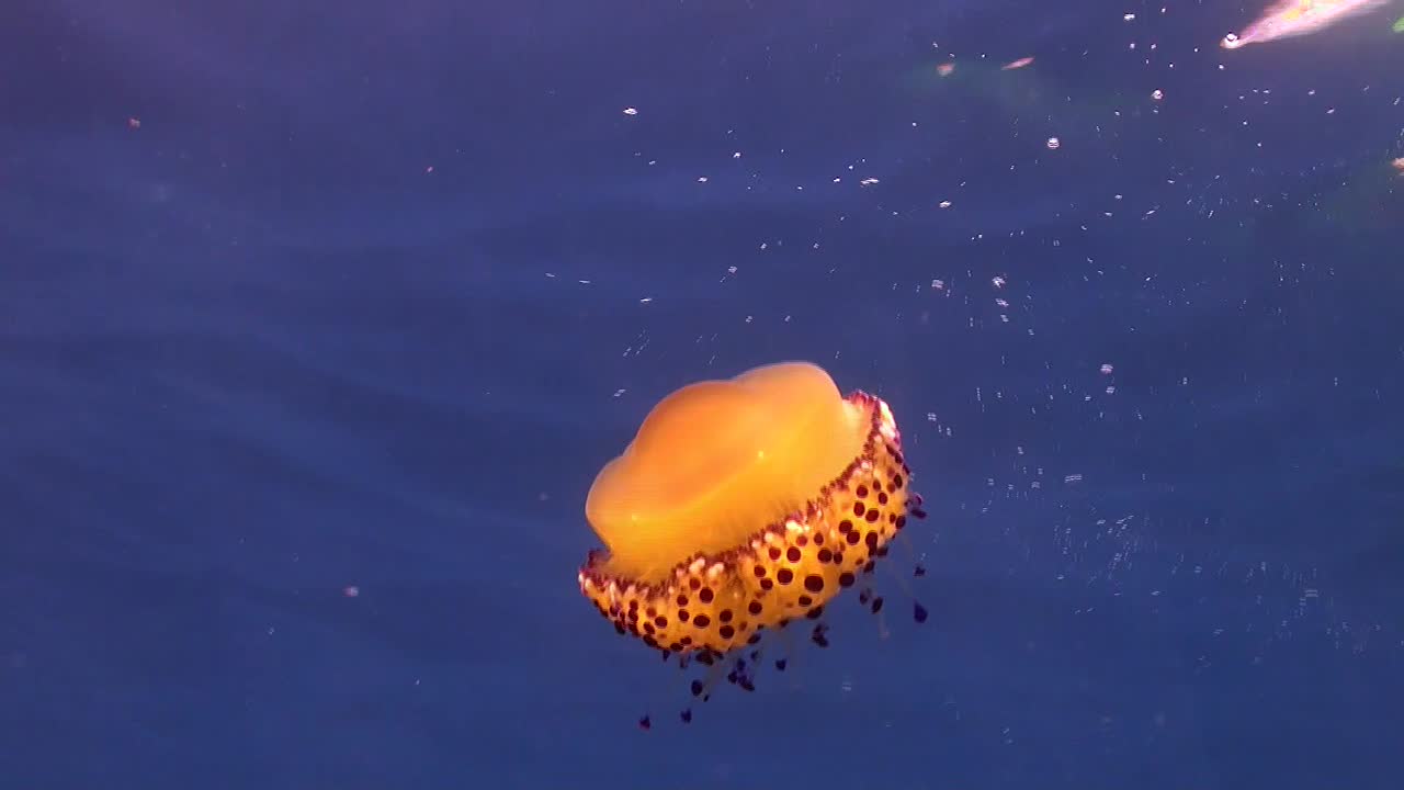 medusas de huevo frito a la deriva en el azul del mar mediterráneo