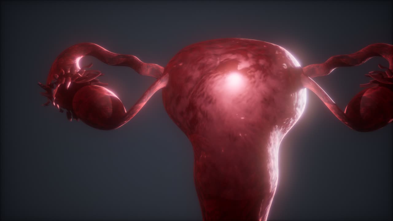 anatomía del sistema reproductivo femenino