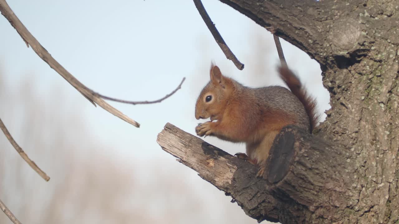 Scoiattolo che mangia su un ramo di un albero