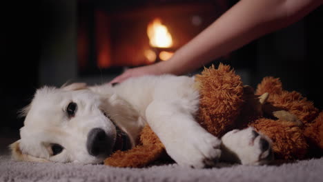 The-owner-plays-with-a-cute-golden-retriever-puppy-holding-a-stuffed-puppy-in-his-paws.-Against-the-backdrop-of-a-burning-fireplace