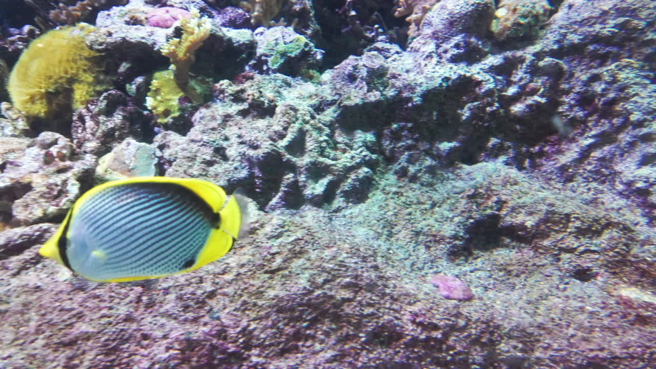 Tropical reef fish swims past corals in a colorful underwater marine scene