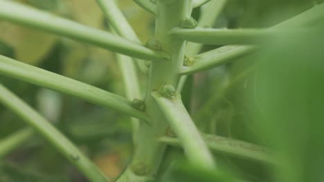 tiny young brussels sprouts growing on stalk