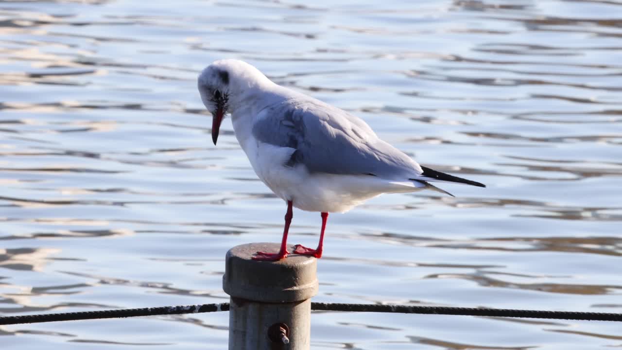 물  에서 털 을 청소 하는 바다표범