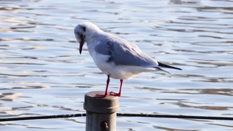 la gaviota limpiando las plumas junto al agua
