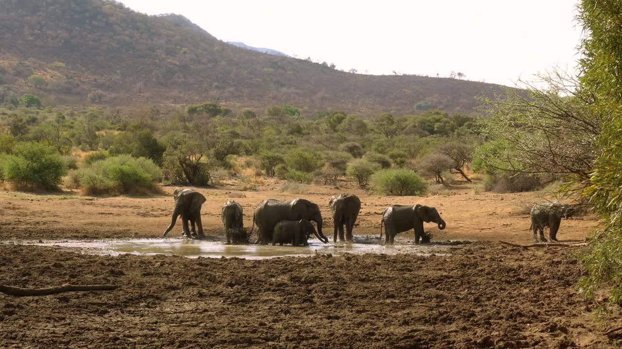 escena africana con una manada de elefantes enfriándose en un charco de barro