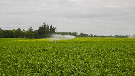 Eine-Antenne-über-Einer-Sprinkleranlage,-Die-Ein-Landwirtschaftliches-Feld-Bewässert