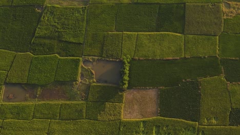 toma aérea cinematográfica de drones de tierras de cultivo en bangladesh, sylhet