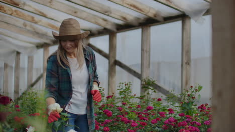 Una-Jardinera-Camina-En-Un-Invernadero-Enguantado-Observando-Y-Controlando-Las-Rosas-Cultivadas-Para-Su-Pequeña-Empresa.-Una-Florista-Camina-Sobre-Un-Invernadero-Y-Toca-Flores-Con-Las-Manos