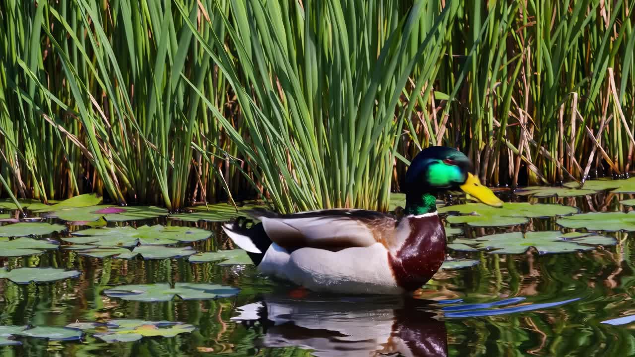 Un video sereno cattura un germano reale che scivola su un laghetto, circondato da canneti