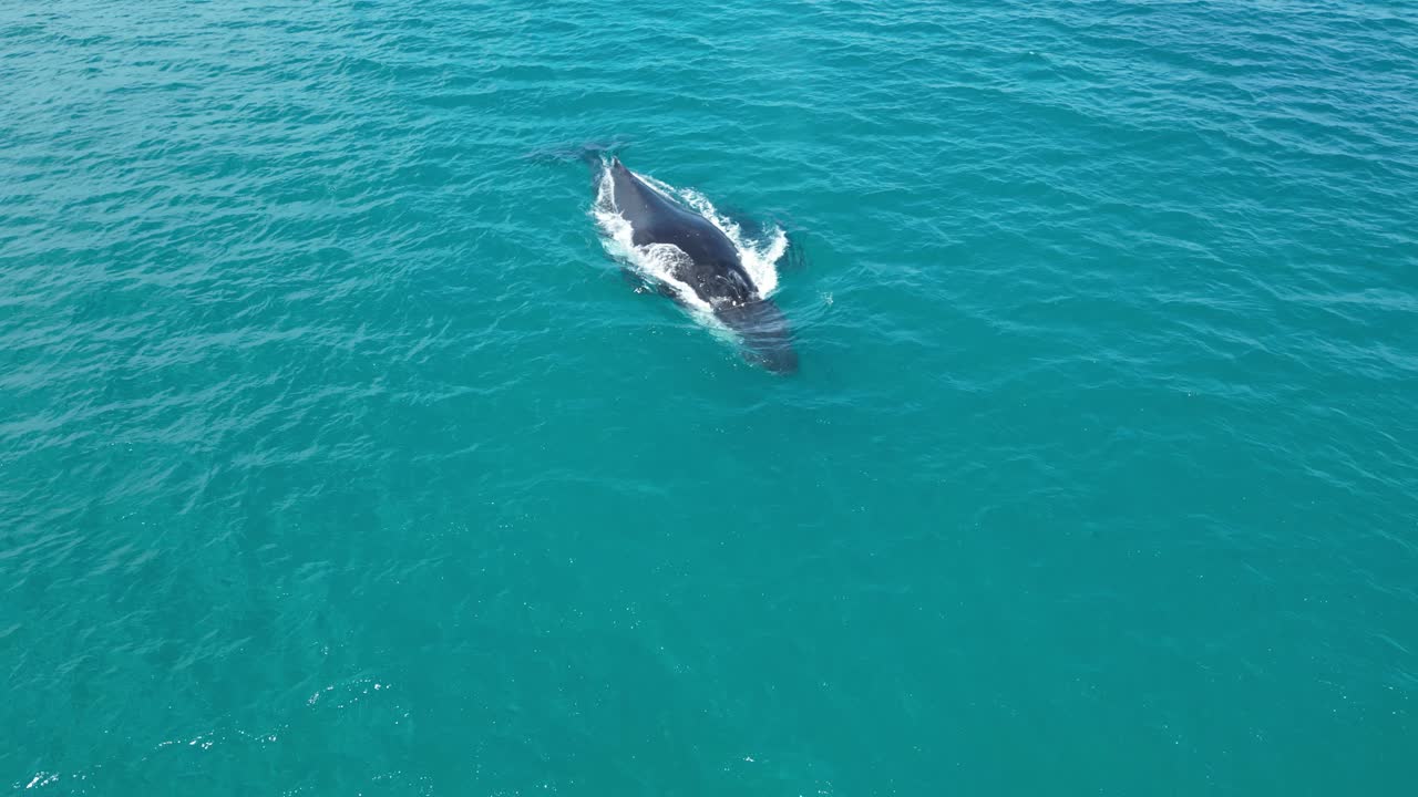 Humpback whale mother and baby swimming in turquoise ocean waters