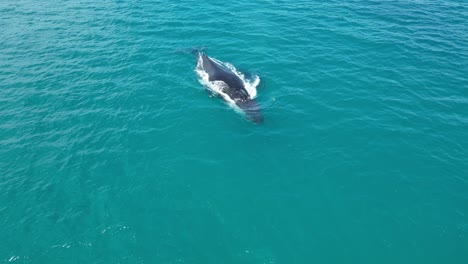 Humpback-whale-mother-and-baby-swimming-in-turquoise-ocean-waters