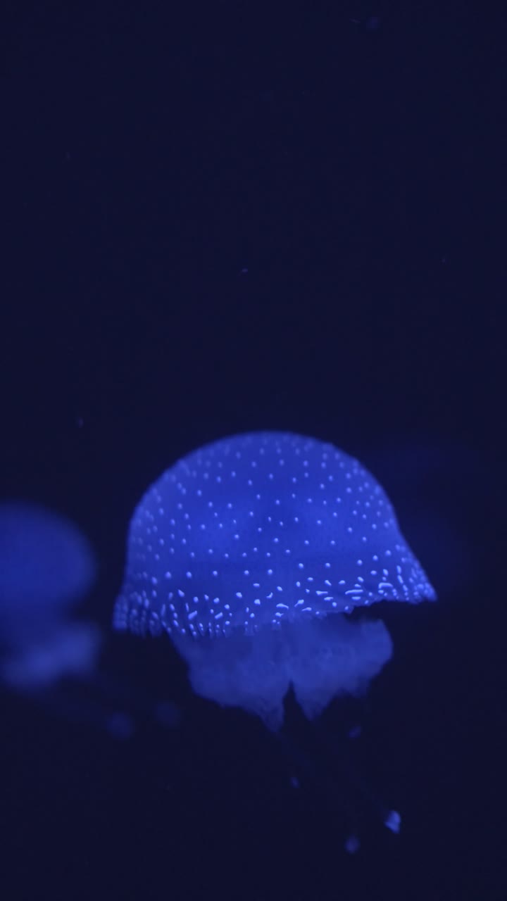 Blue Spotted Jellyfish Swimming in Dark Water
