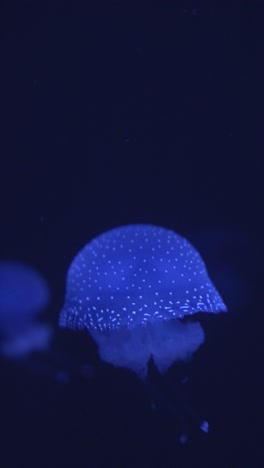 blue spotted jellyfish swimming in dark water