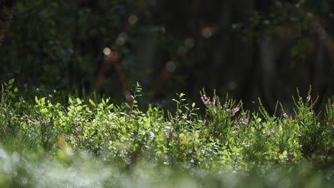 fresh green undergrowth in the summer forest