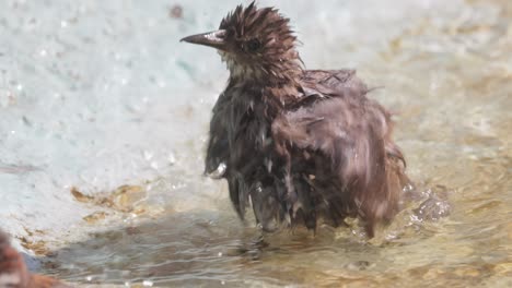 el estornino escapa del calor y nada en un estanque. el estornillo común (sturnus vulgaris), también conocido como el estornillo europeo en américa del norte.