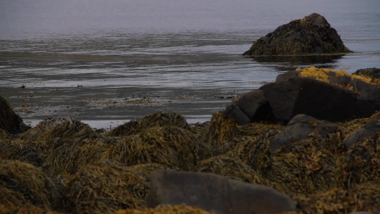 вода вымывает на берег исландский ледник