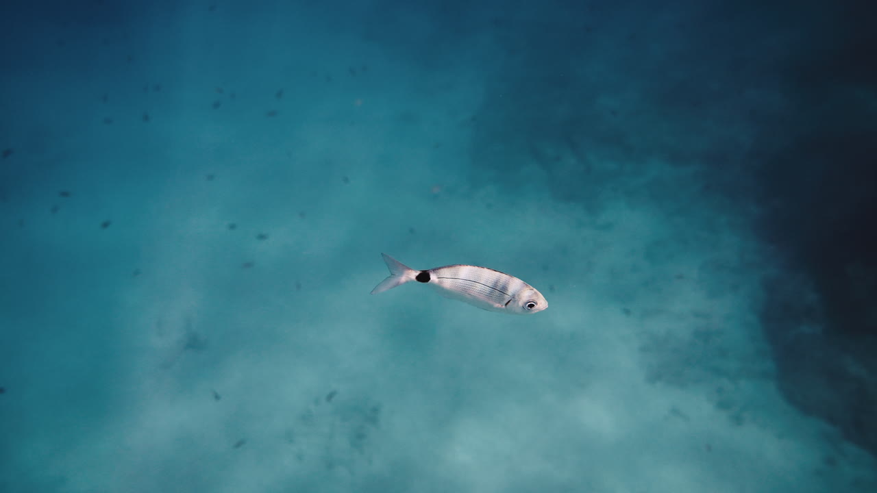 Small Fish Swimming Underwater