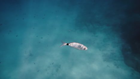 small fish swimming underwater