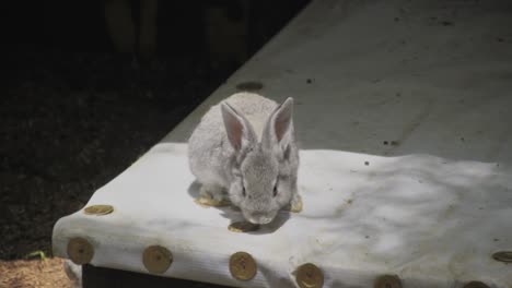 Little-rabbit-looking-around-smelling-isolated-light