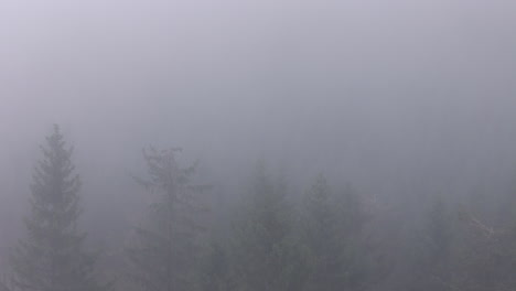 shrouded secrets: the mystery of the foggy forest