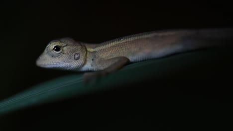 o lagarto do jardim oriental também é chamado de lagarto do jardim oriental, sugador de sangue e lagarto mutável