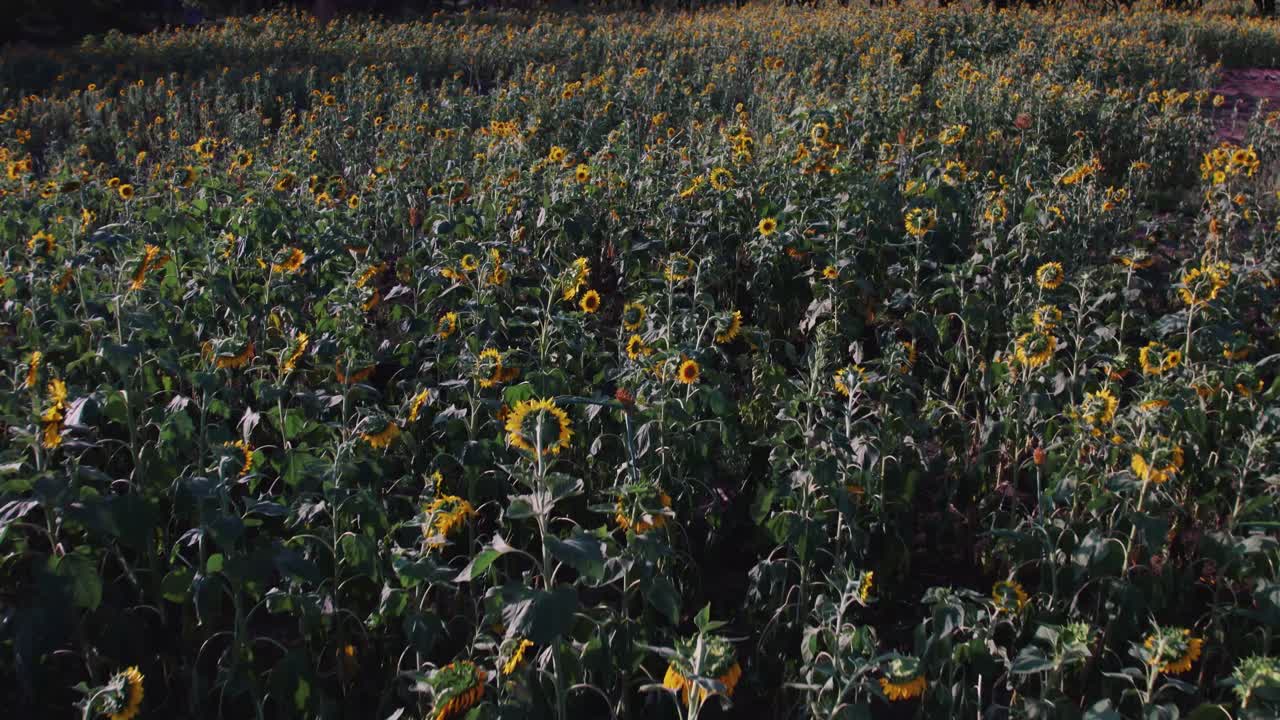 granja de girasol durante la puesta de sol con hojas verdes exuberantes en una granja en áfrica