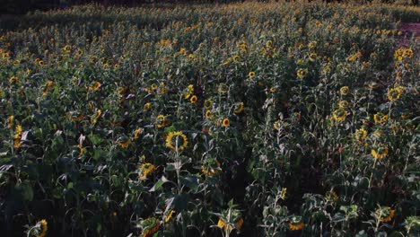 Sonnenblumenfarm-Bei-Sonnenuntergang-Mit-üppigen-Grünen-Blättern-Auf-Einem-Bauernhof-In-Afrika