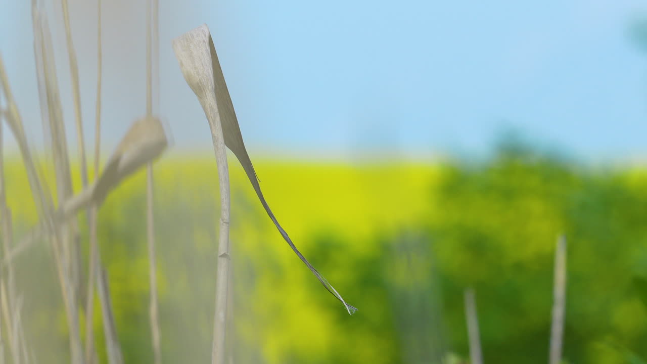 A close-up of dried reed stems with a blurred background of a yellow field and green bushes, under a blue sky