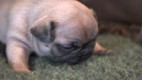 new born purebred french bulldog puppy searching for food on a blanket