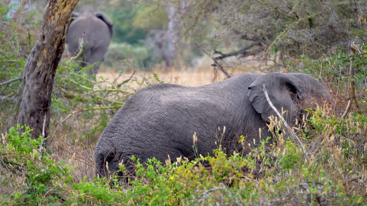 elefante joven en cepillo y madre alejándose en la reserva de vida silvestre de ngorongoro en tanzania, tiro estable de mano