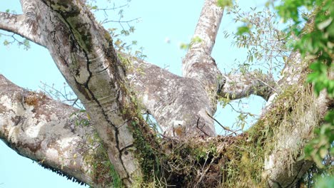 increíble exhibición de las enormes ramas del árbol del algodón de seda con un pollito de águila arpía anidado en el medio perfectamente