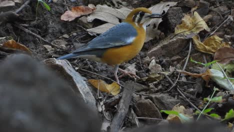 pájaro en el área del suelo ..