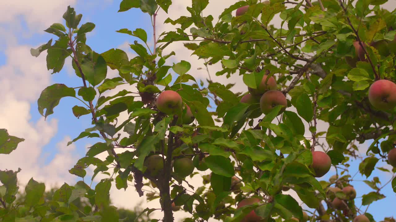 Ripe apples hanging on a tree in a sunny orchard, nature's bounty thrives