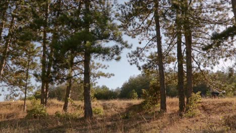 Person-riding-a-bike-through-a-forest-with-tall-trees