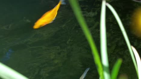 colourful goldfish swimming in pond 1