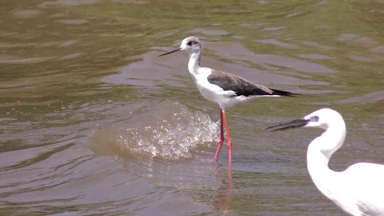 Ptáci ve vodě, detailní záběr.