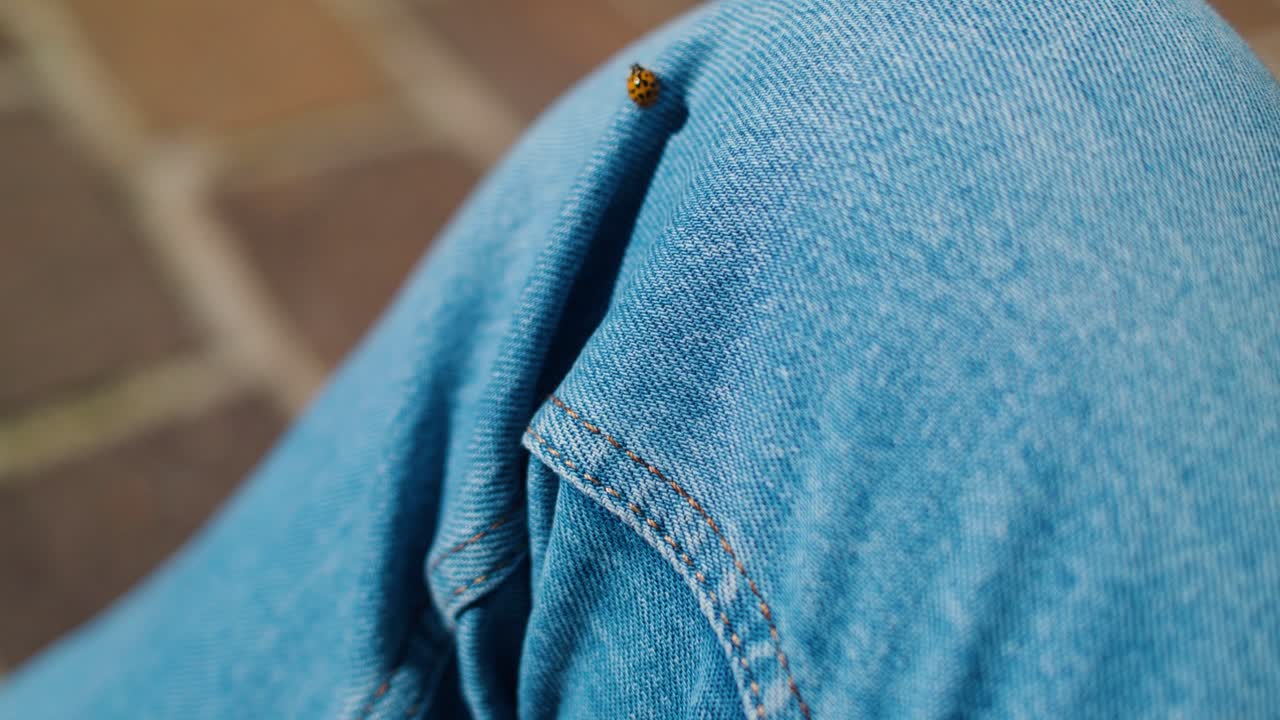A ladybug rests on blue jeans, flying off, set against a blurred outdoor background