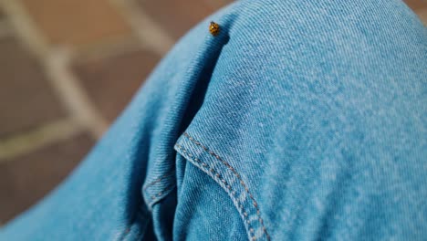 a ladybug rests on blue jeans, flying off, set against a blurred outdoor background