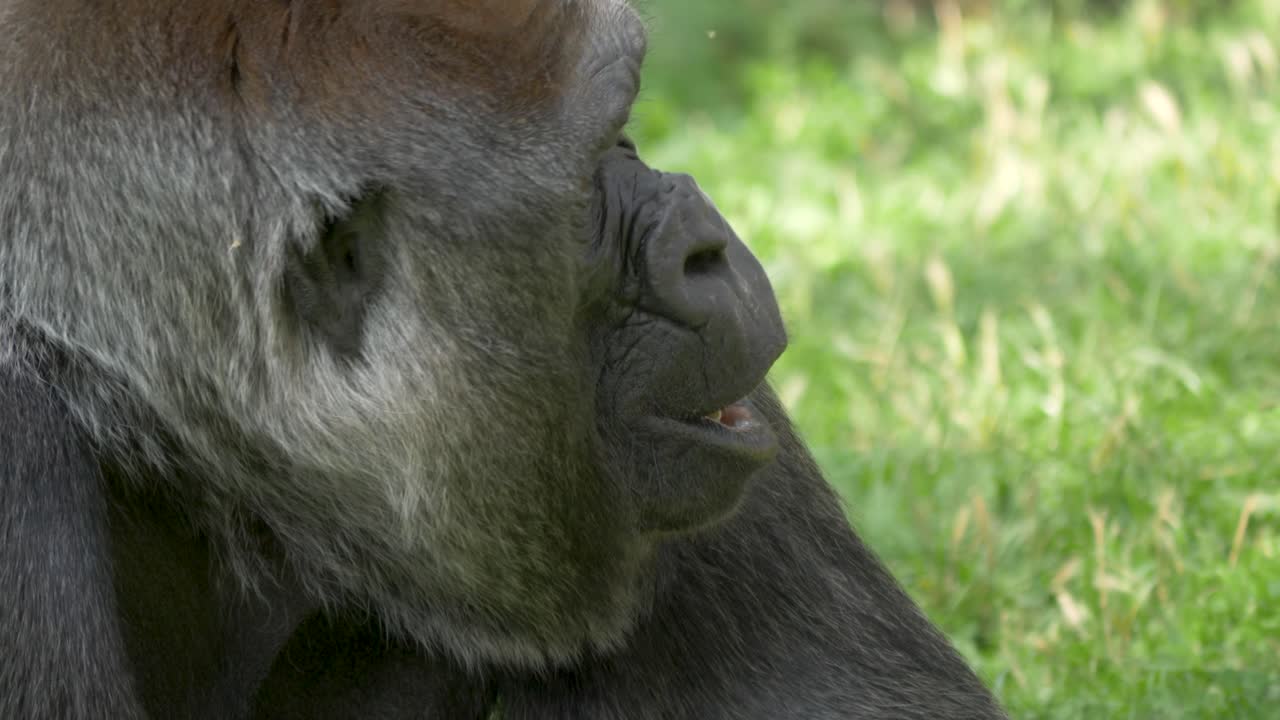 viejo gorila lento de tierras bajas macho comiendo hierba verde