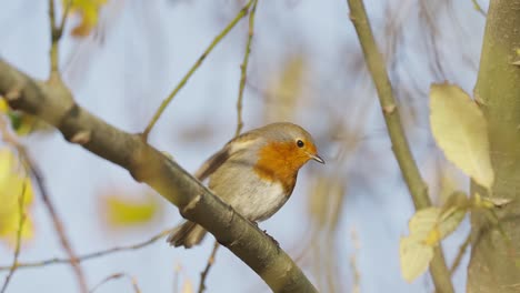 Robin-Red-Breast-Bird-Sitzt-Auf-Ast,-Nahaufnahme,-Fliegen-Springen-Weg,-Zeitlupe