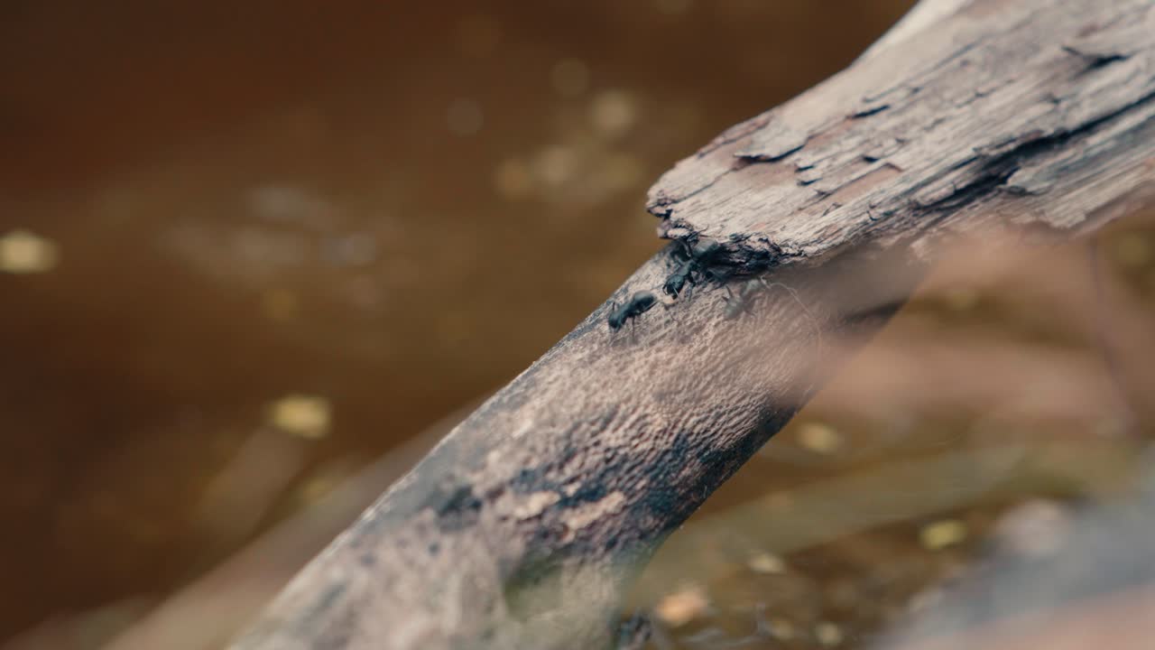Macro di formiche che camminano su un ramo di legno morto che si estende sull'acqua torbida e marrone di uno stagno. Insetti che usano un ponte naturale di tronchi per attraversare l'ambiente umido.