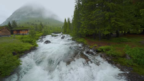 rapid river flowing through a lush green forest in norway