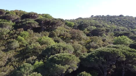 drone over french tree forest