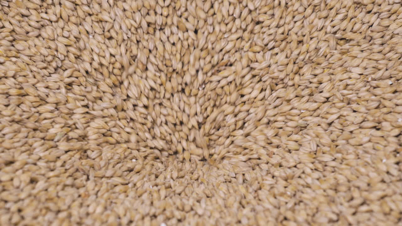 양조장의 연삭기를 통해 쏟아지는 맥아 곡물