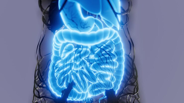Understanding the complex structure of the human digestive system