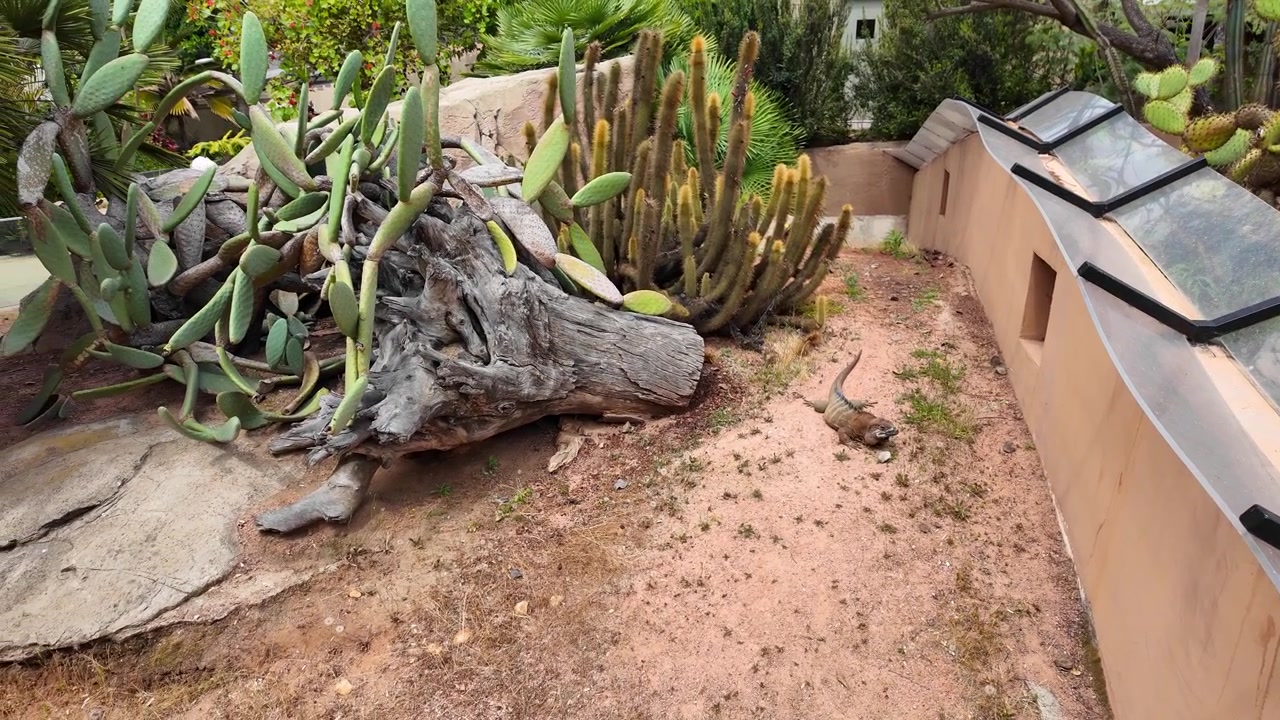 Iguana che vaga nel suo habitat con sabbia, rocce e vari tipi di cactus.
