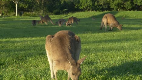 eastern grey kangaroos in green grassland in queensland, australia - wide shot