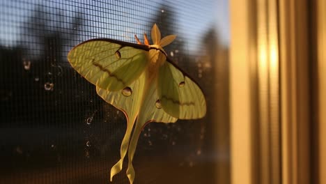 a captivating close-up of a vibrant luna moth perched elegantly against a window screen, bathed in warm sunset light, showcasing its unique features and colors