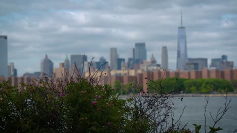 freedom tower in the background, flowering bushes in the foreground